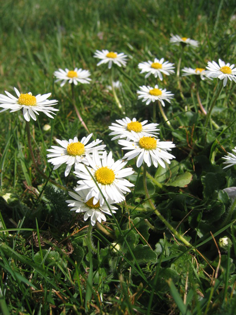 Daisies