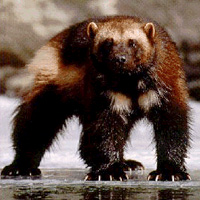 real_wolverine.jpg